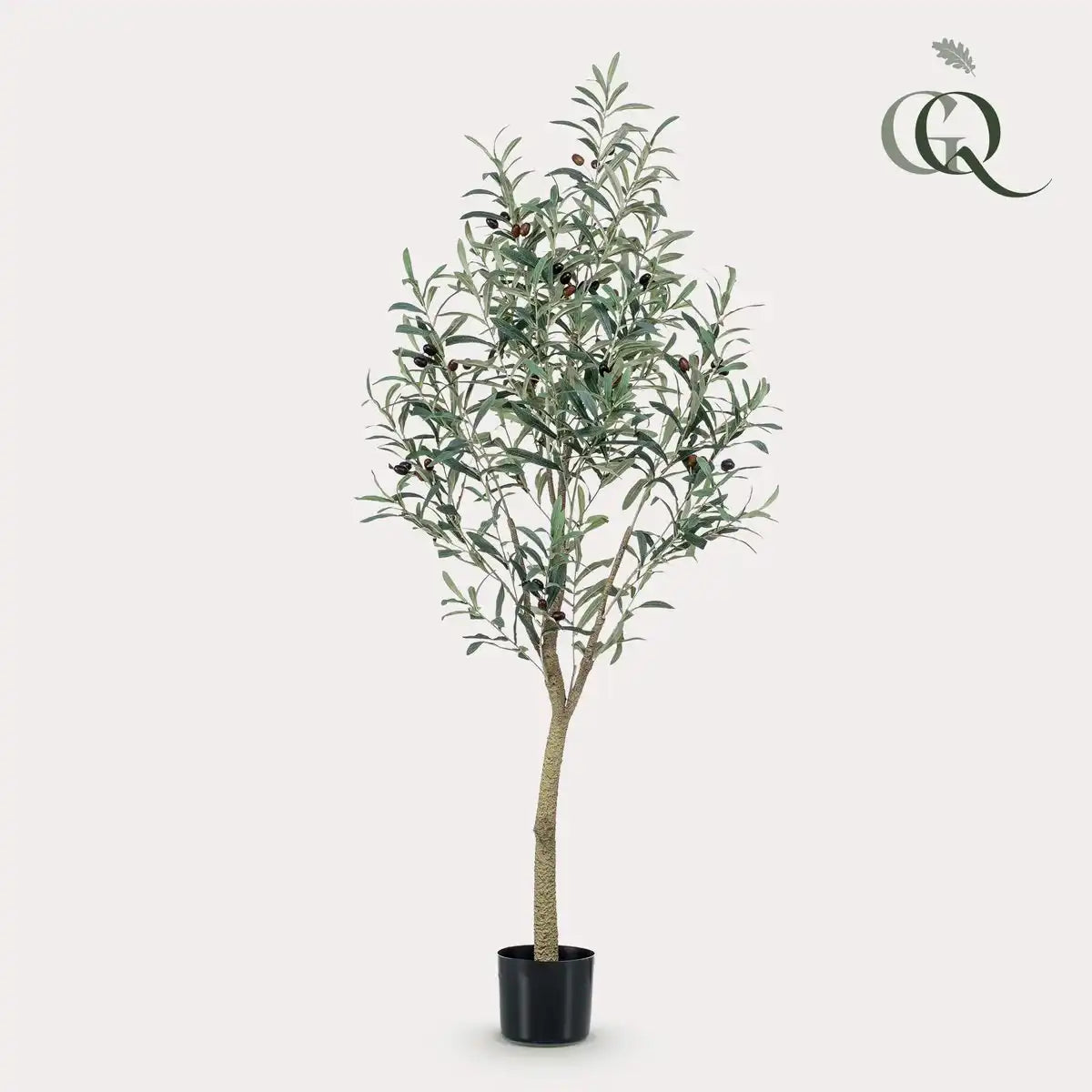 Art Olivenbaum - Olea Europaea - Olivenbaum - 140 cm