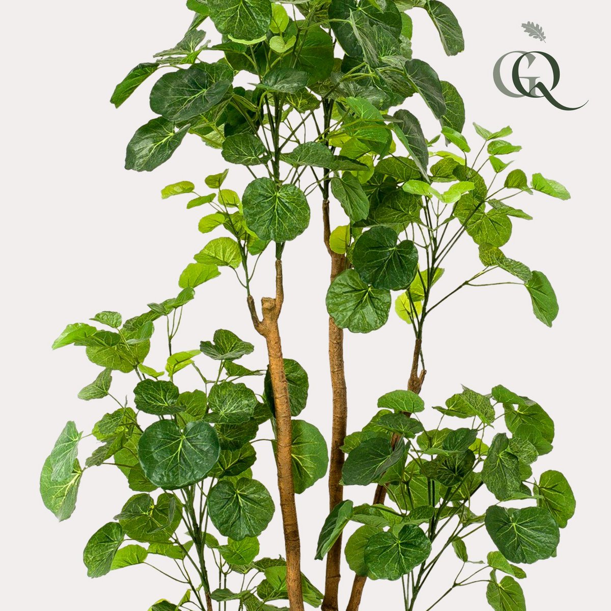 Kunstpflanze - POLYSCIAS 160 cm