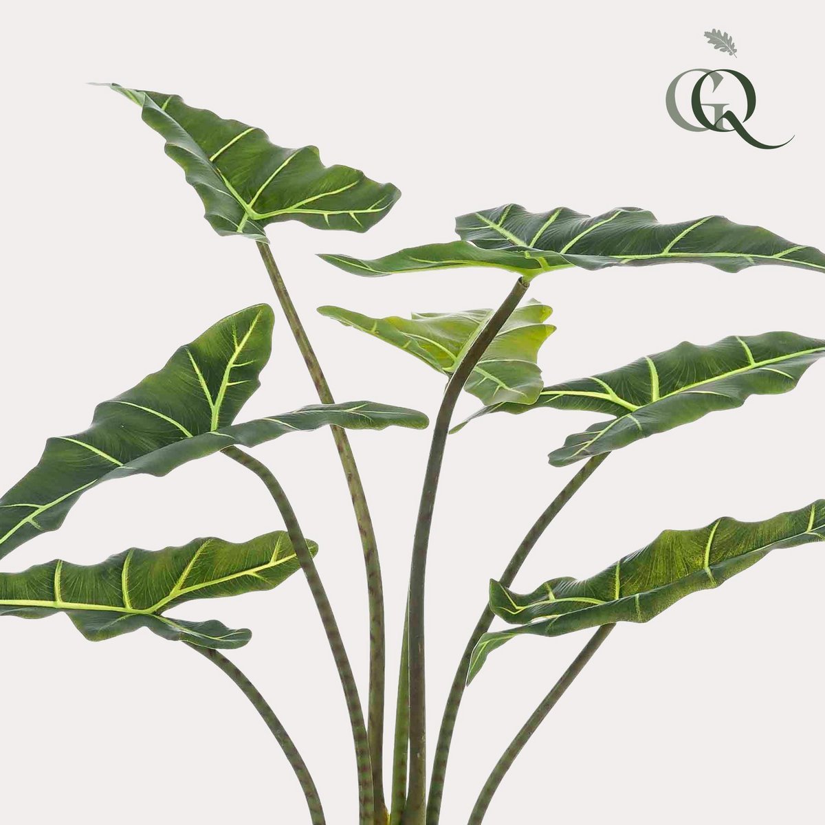 Künstliche Pflanze - Alocasia Frydek - Elefantenohr - 100 cm