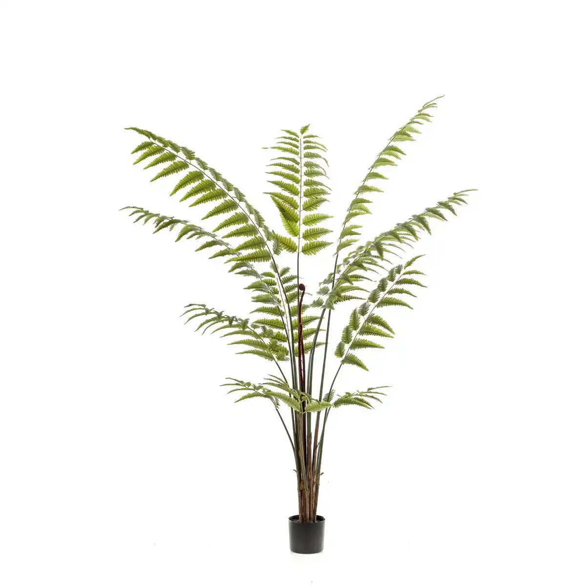 Kunstpflanze - Rumohra adiantiformis - The Leader Varge - 180 cm