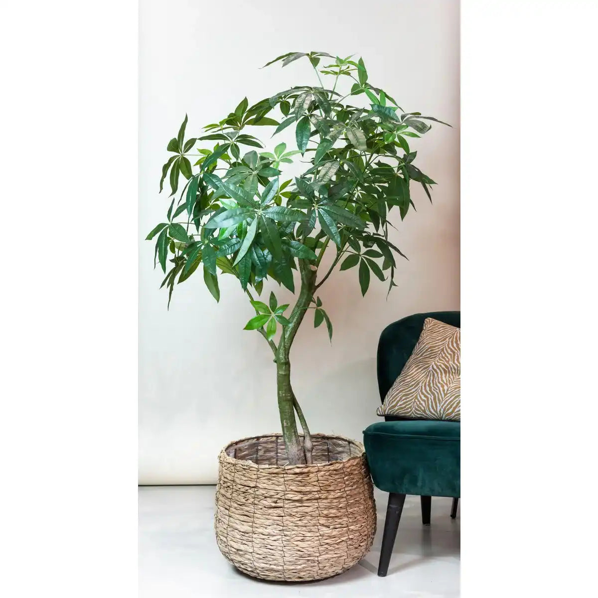 Künstliche Pflanze - Pachira aquatica - Geldboom - 180 cm