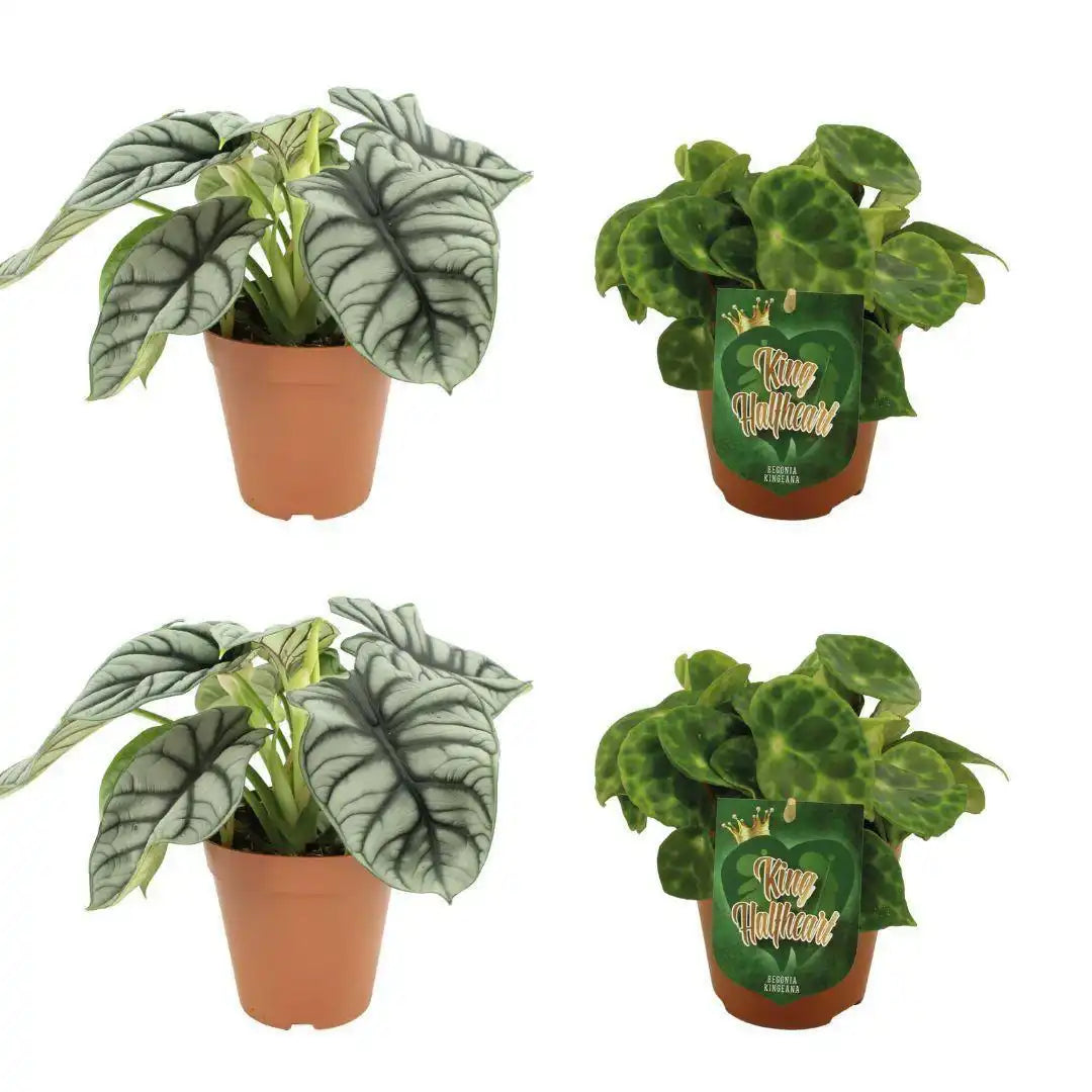 2x Alocasia Silver Dragon + 2x Begonia Kingiana - 4 Stück - Ø12cm - ↕20-45cm - HomeDesign Knaus
