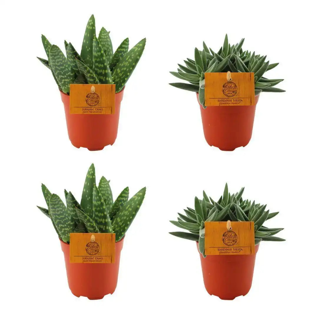 2x Aloe Paradisicum + 2x Crassula Tenelli - 4 Stück - Ø10,5cm - ↕10cm - HomeDesign Knaus