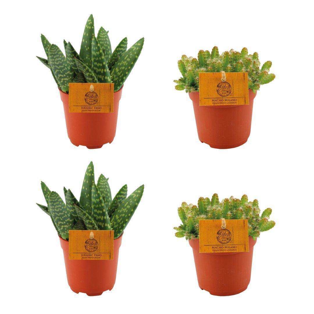 2x Aloe Paradisicum + 2x Hylocereus Undatus - 4 Stück - Ø10,5cm - ↕10cm - HomeDesign Knaus