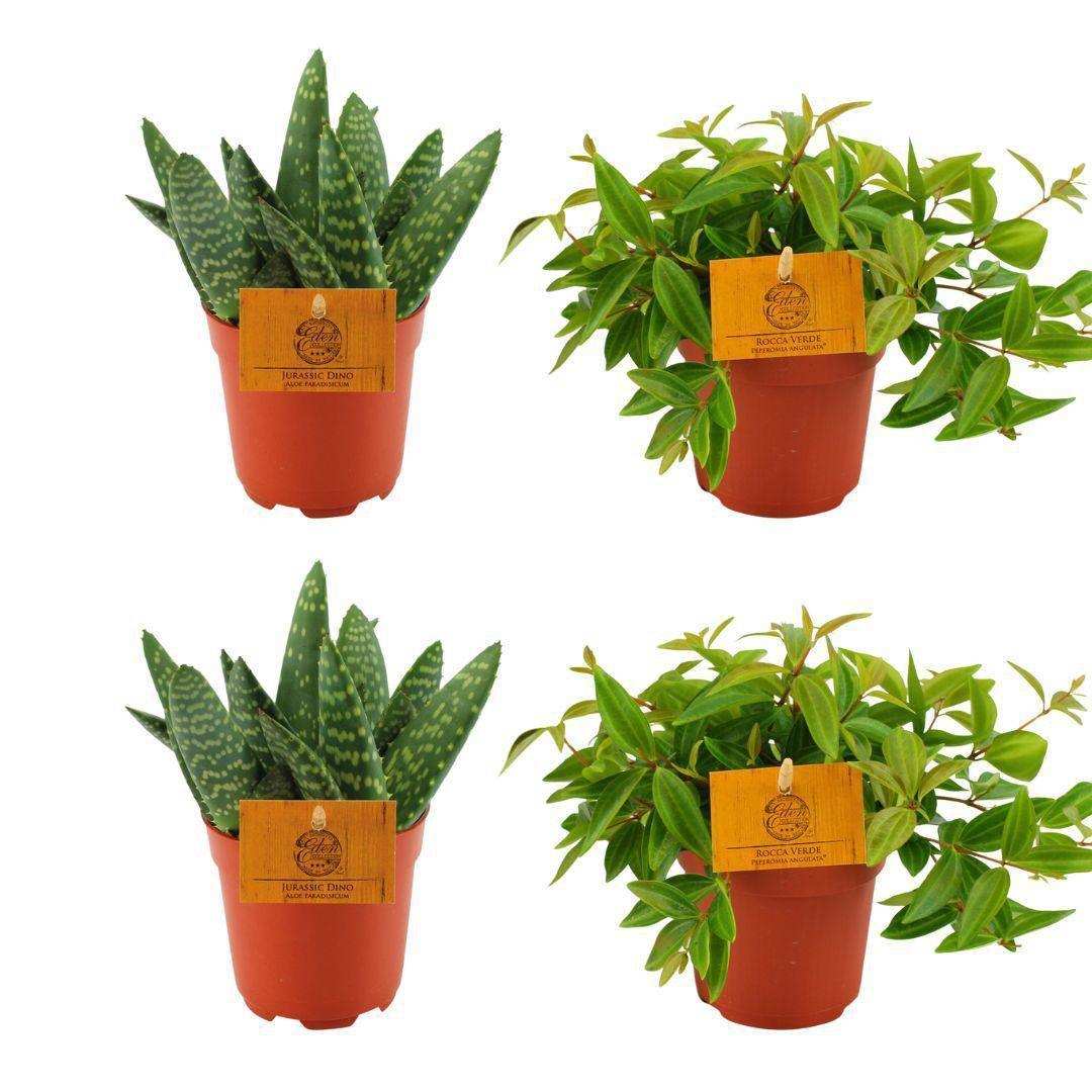 2x Aloe Paradisicum + 2x Peperomia Ang. Rocca Vivace – 4 Stück – Ø10,5 cm – ↕10 cm - HomeDesign Knaus