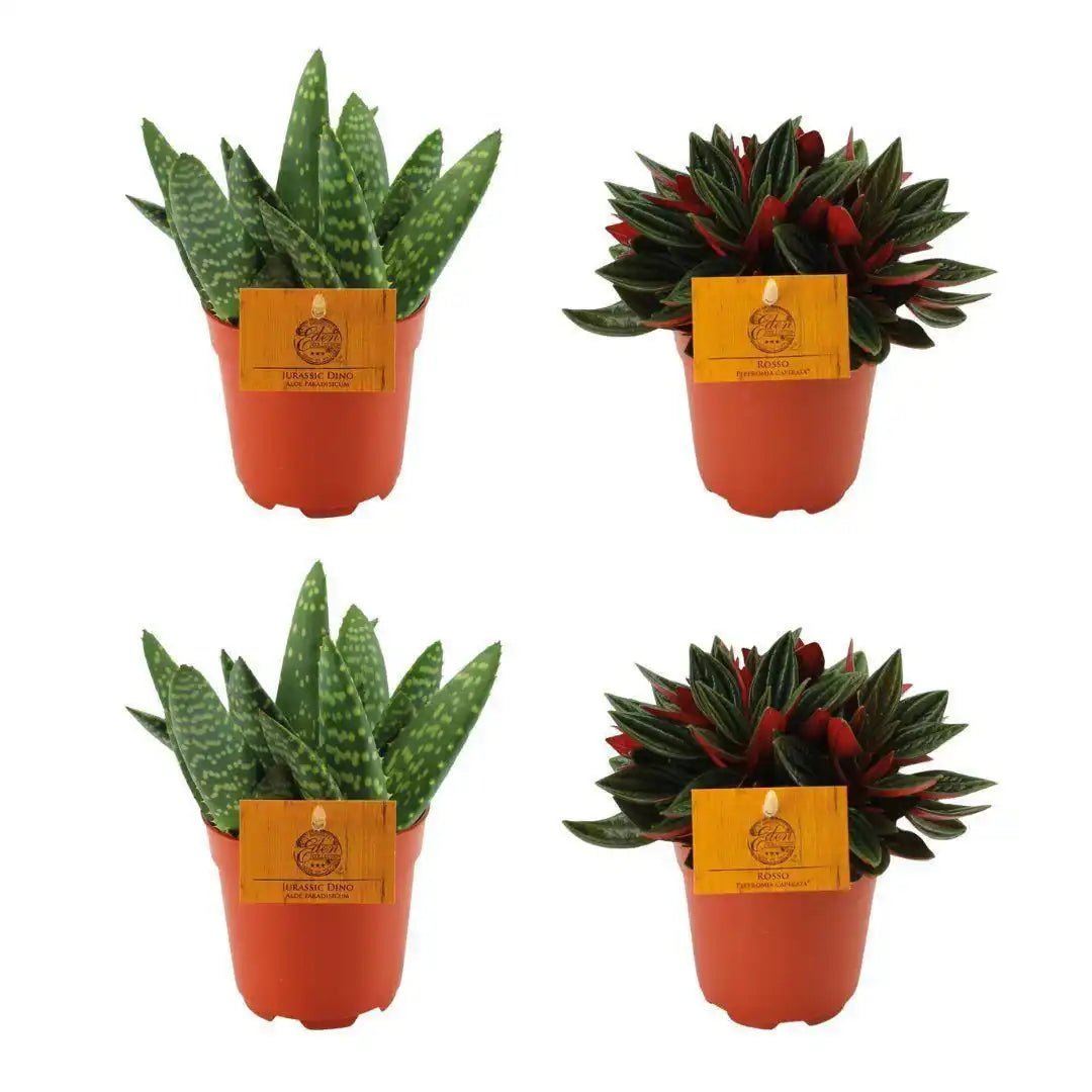 2x Aloe Paradisicum + 2x Peperomia Rosso - 4 Stück - Ø10,5cm - ↕10cm - HomeDesign Knaus