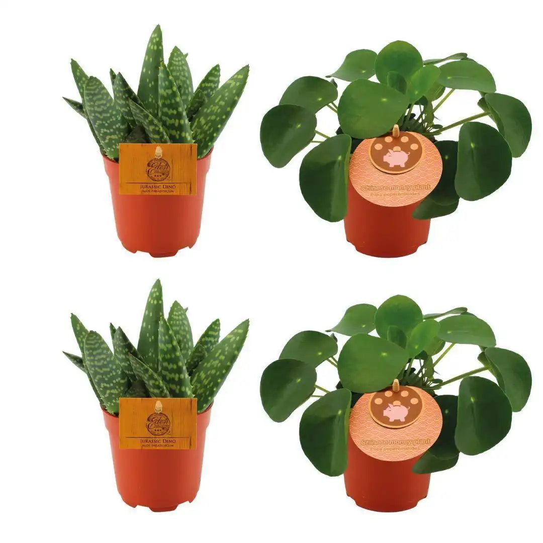 2x Aloe Paradisicum + 2x Pilea Peperomoides - 4 Stück - Ø10,5cm - ↕10cm - HomeDesign Knaus