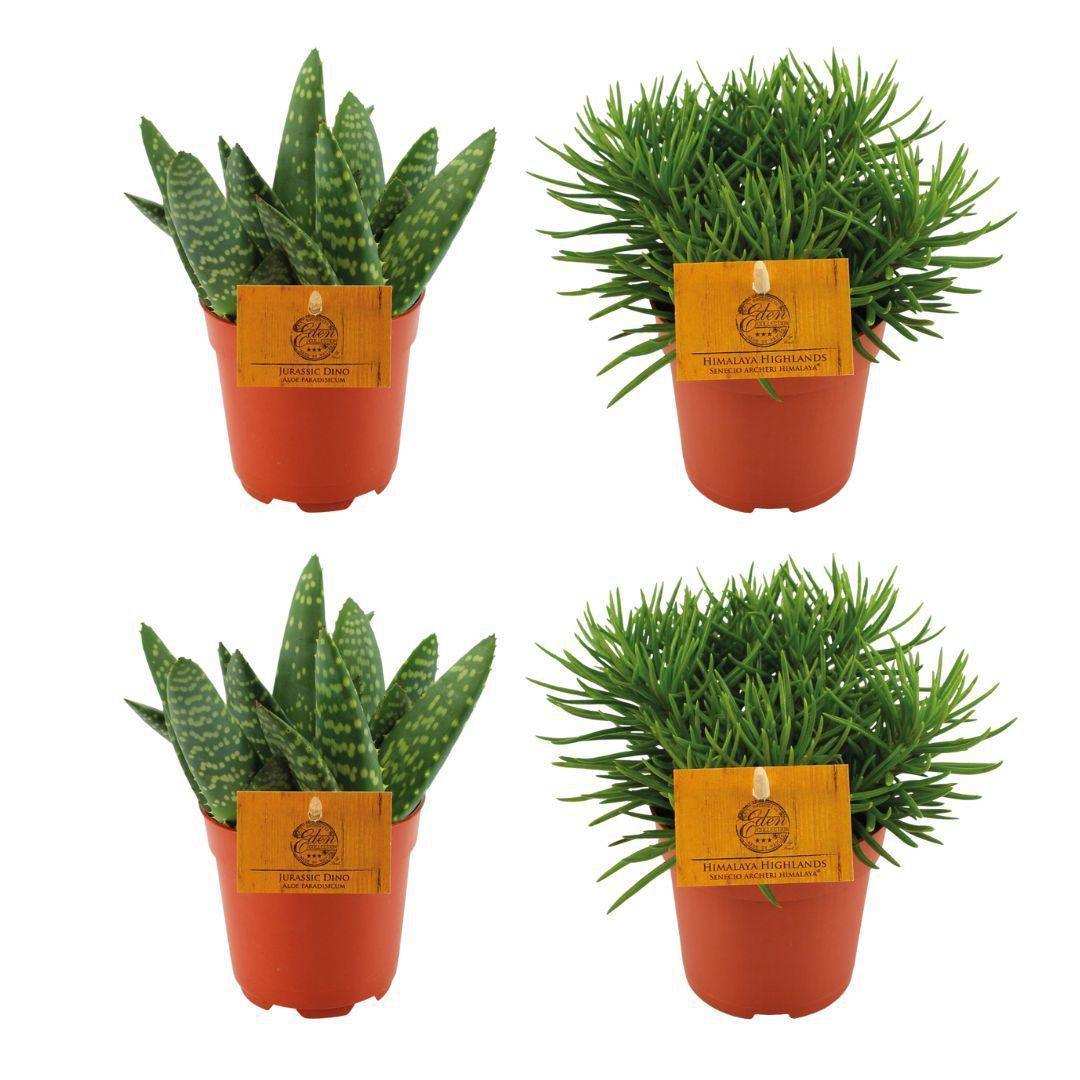 2x Aloe Paradisicum + 2x Senecio Himalaya - 4 Stück - Ø10,5cm - ↕10cm - HomeDesign Knaus