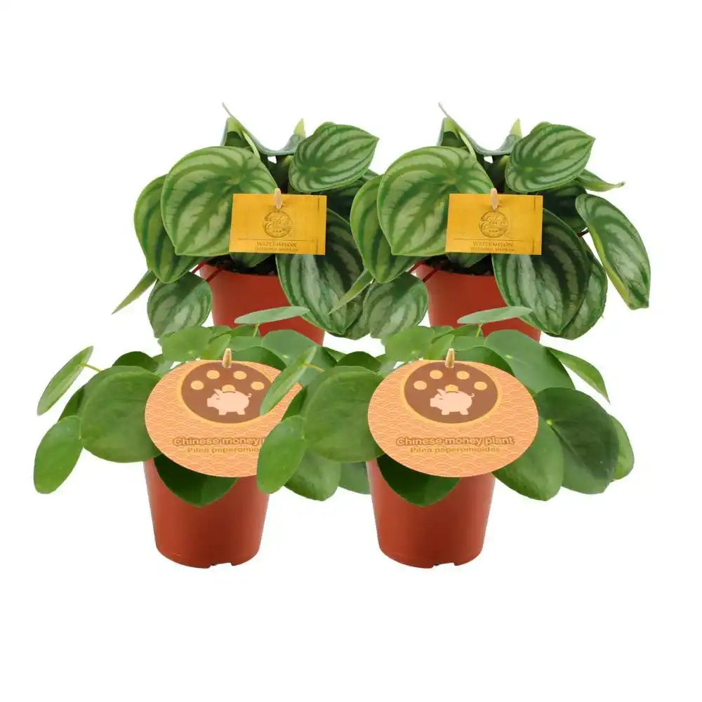 2x Peperomia Argyreia + 2x Pilea Peperomioides - 4 Stück - Ø12cm - ↕20cm - HomeDesign Knaus