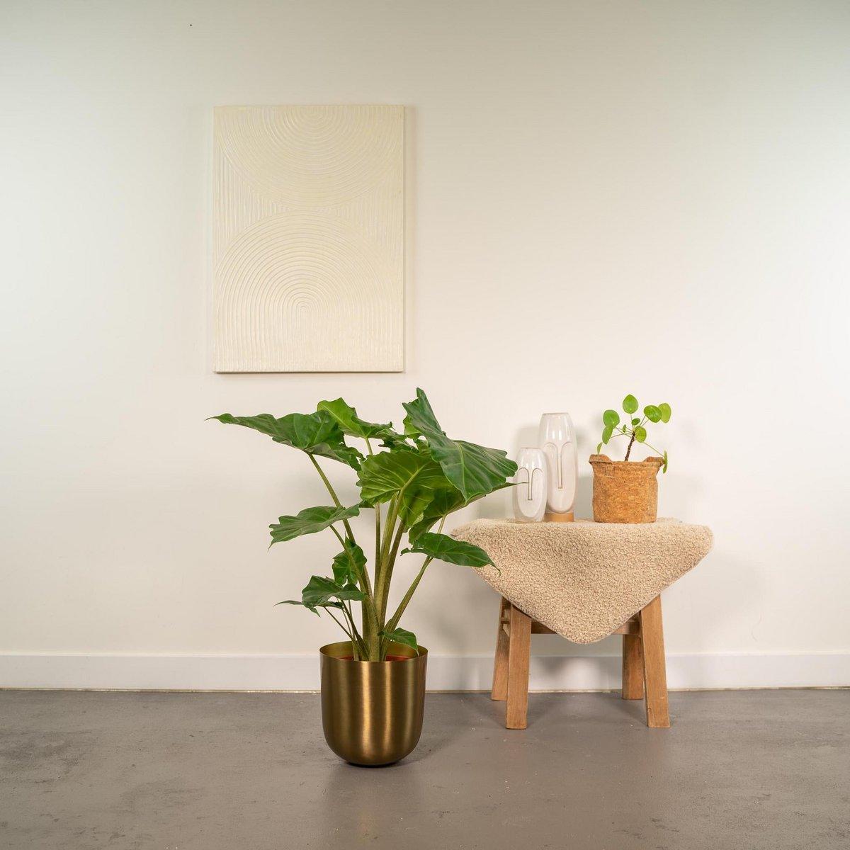 Alocasia Portodora – Ø21cm – ↕80cm
