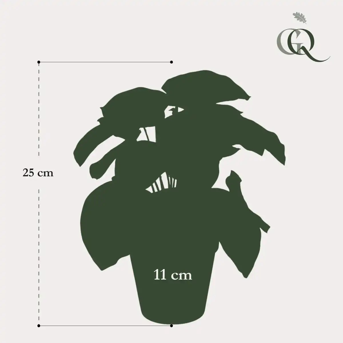 Künstliche Pflanze - Peperomia Argyreia - Wassermelone -25 cm
