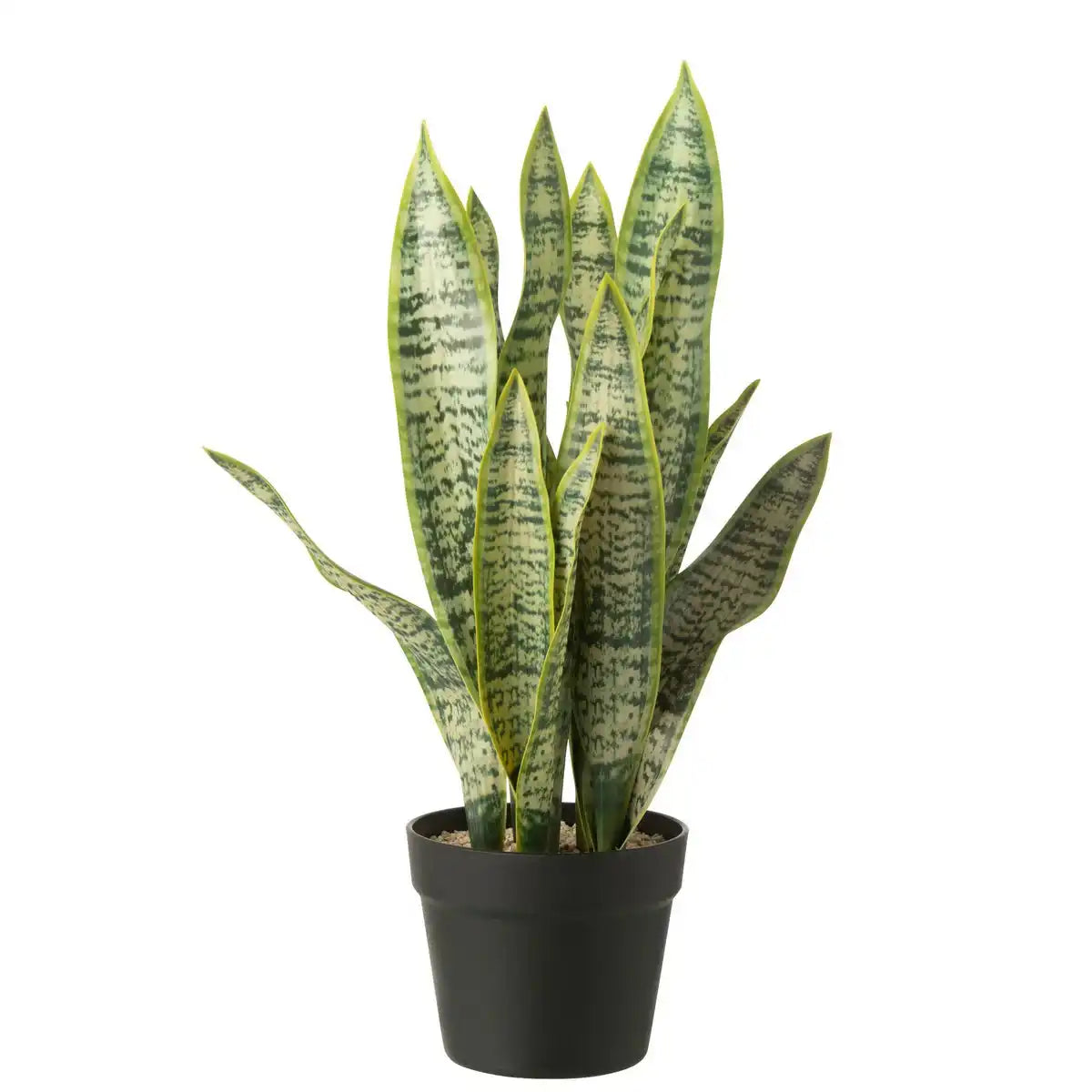 J-Line Dracaena trifasciata im Topf, künstlich, grün, groß