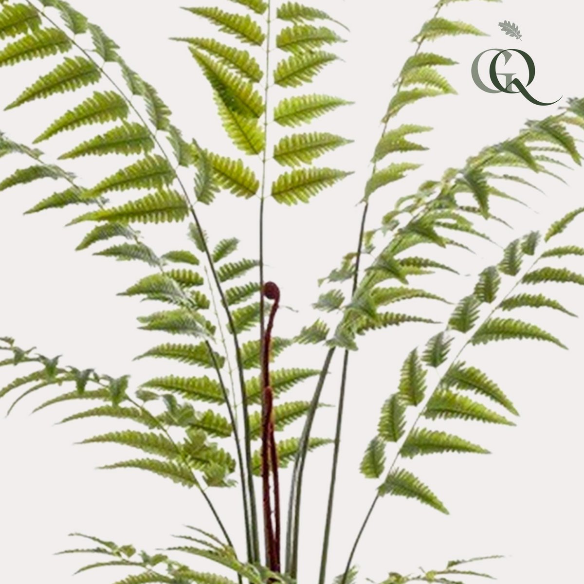 Kunstpflanze - Rumohra adiantiformis - The Leader Varge - 180 cm