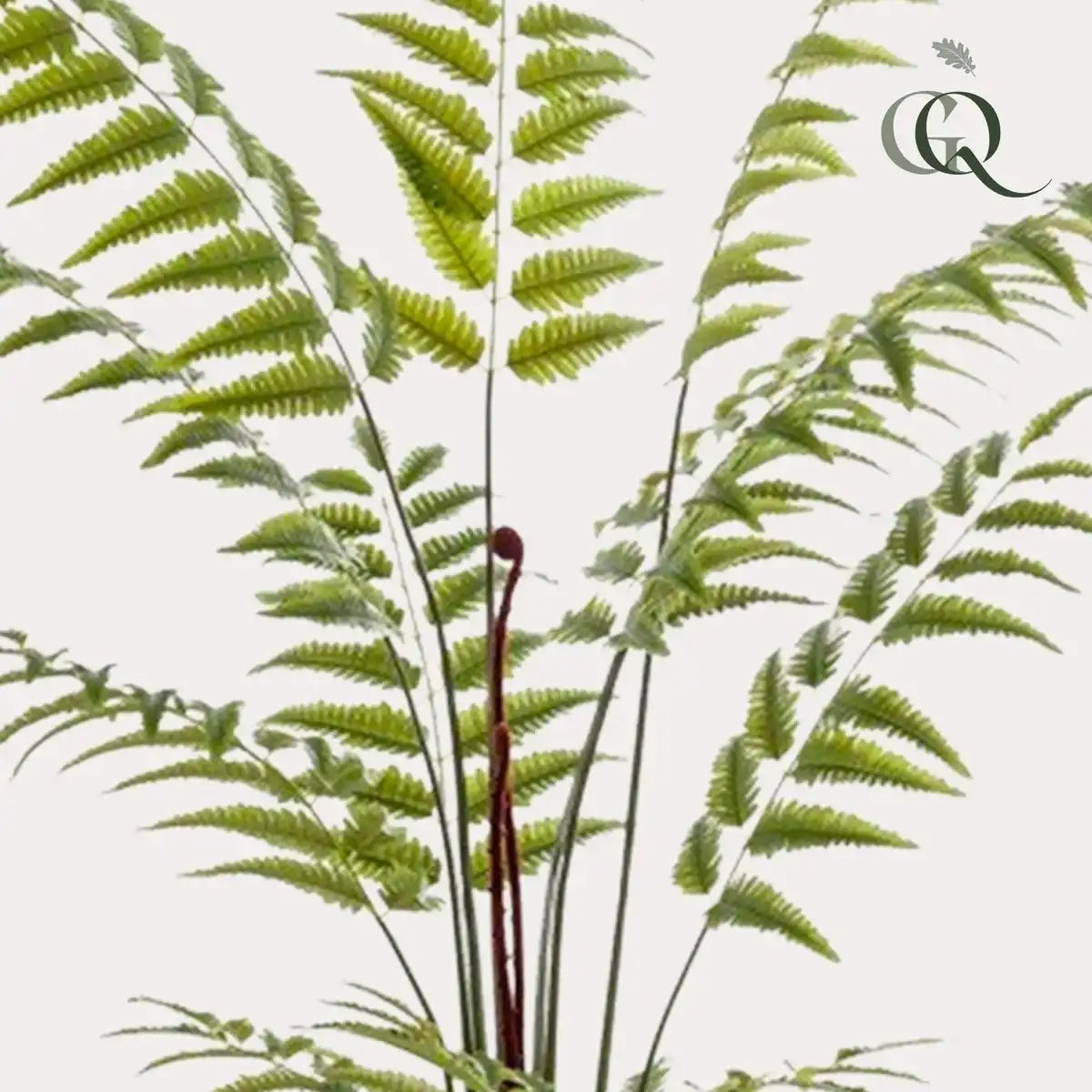 Kunstpflanze - Rumohra adiantiformis - The Leader Varge - 180 cm