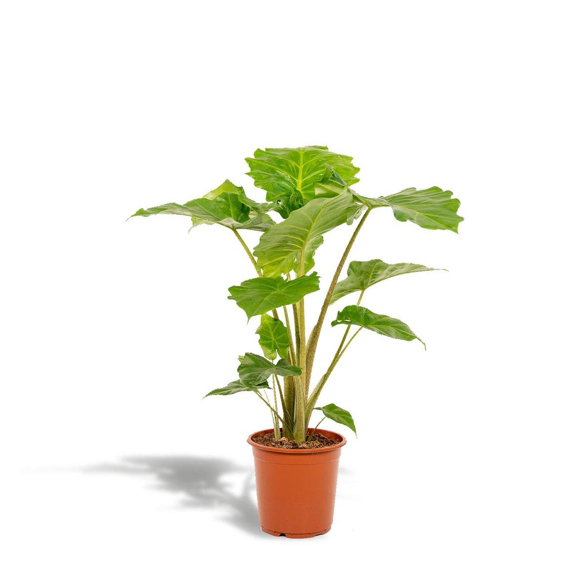 Alocasia Portodora – Ø21cm – ↕80cm