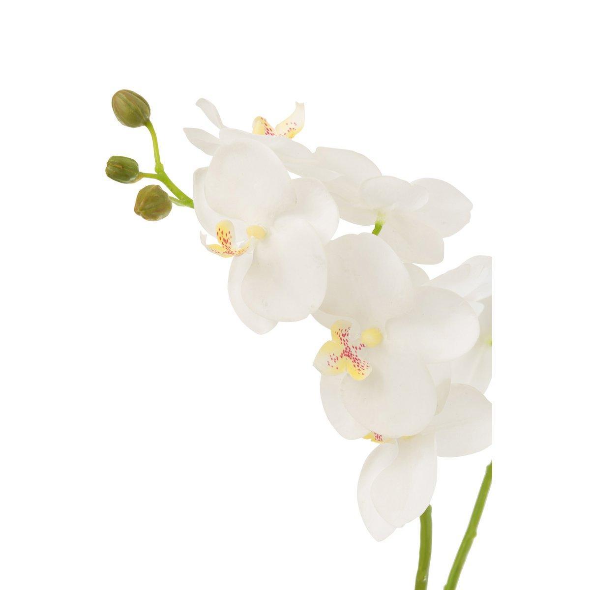 J-Line Orchidee in Erde, Kunststoff, Weiß/Grün, mittelgroß