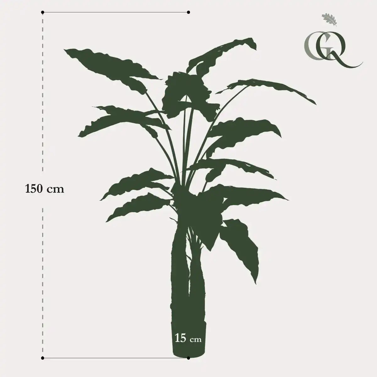 Kunstpflanze - Alokasie - Elefantenohr - 150 cm