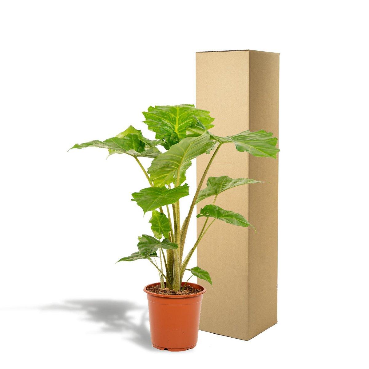 Alocasia Portodora – Ø21cm – ↕80cm