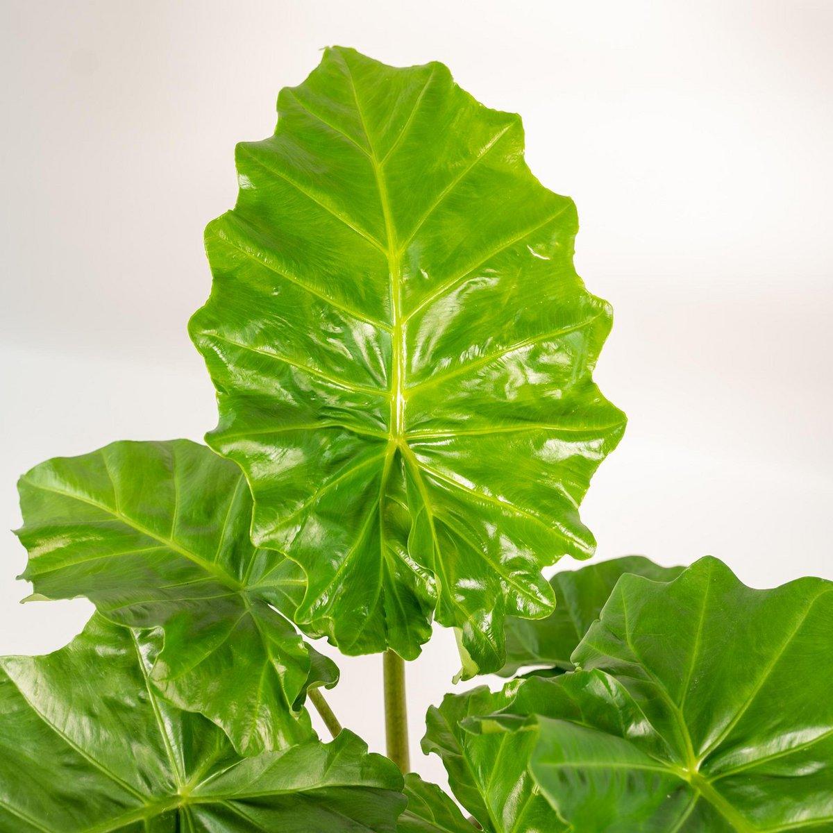 Alocasia Portodora – Ø21cm – ↕80cm