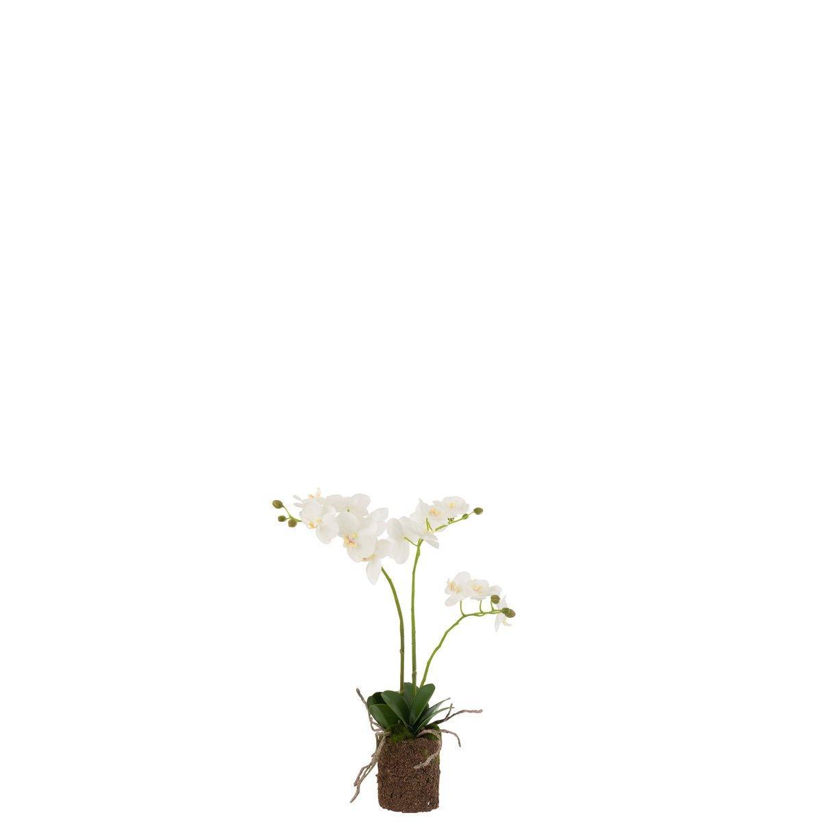 J-Line Orchidee in Erde, Kunststoff, Weiß/Grün, mittelgroß