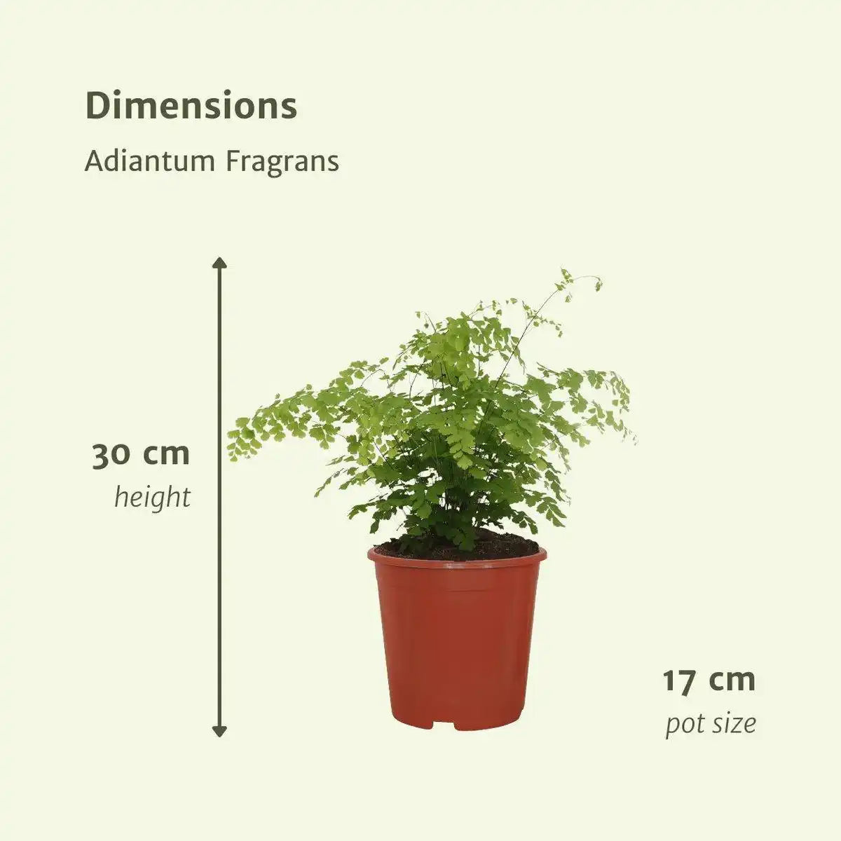 Adiantum Fragrans - Ø17cm - ↕30cm - HomeDesign Knaus