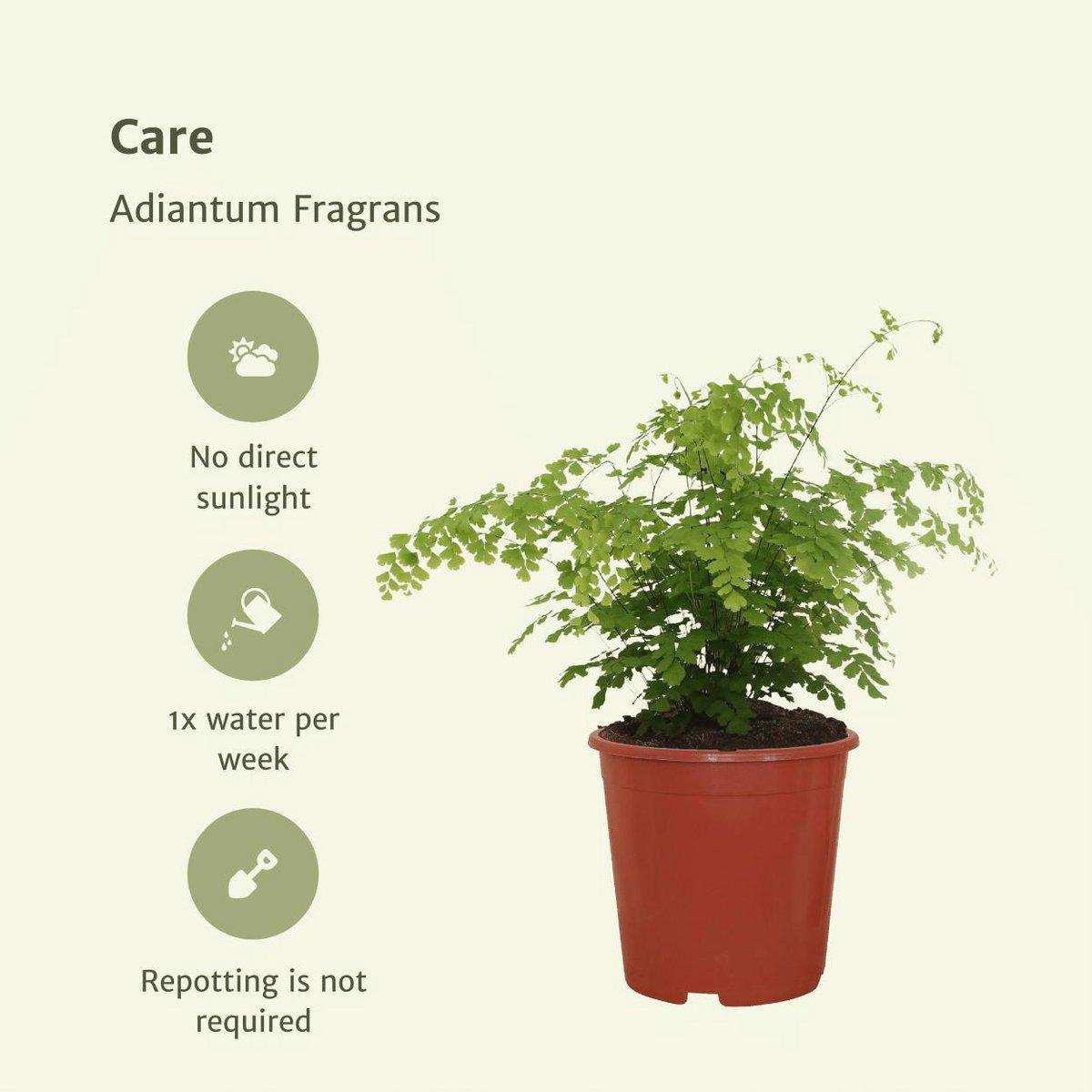 Adiantum Fragrans - Ø17cm - ↕30cm - HomeDesign Knaus