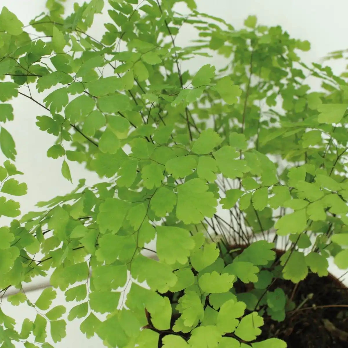 Adiantum Fragrans - Ø17cm - ↕30cm - HomeDesign Knaus
