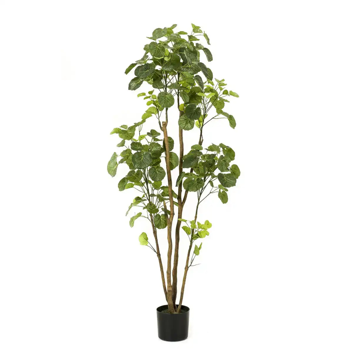 Kunstpflanze - POLYSCIAS 160 cm
