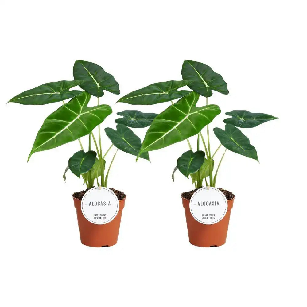 Alocasia Frydek - 2 Stück - Ø12cm - ↕35cm - HomeDesign Knaus