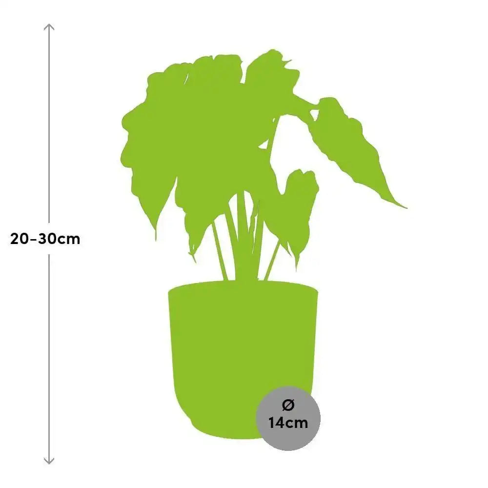 Alocasia 'Polly' in ELHO Vibes Fold 14cm rosa - HomeDesign Knaus