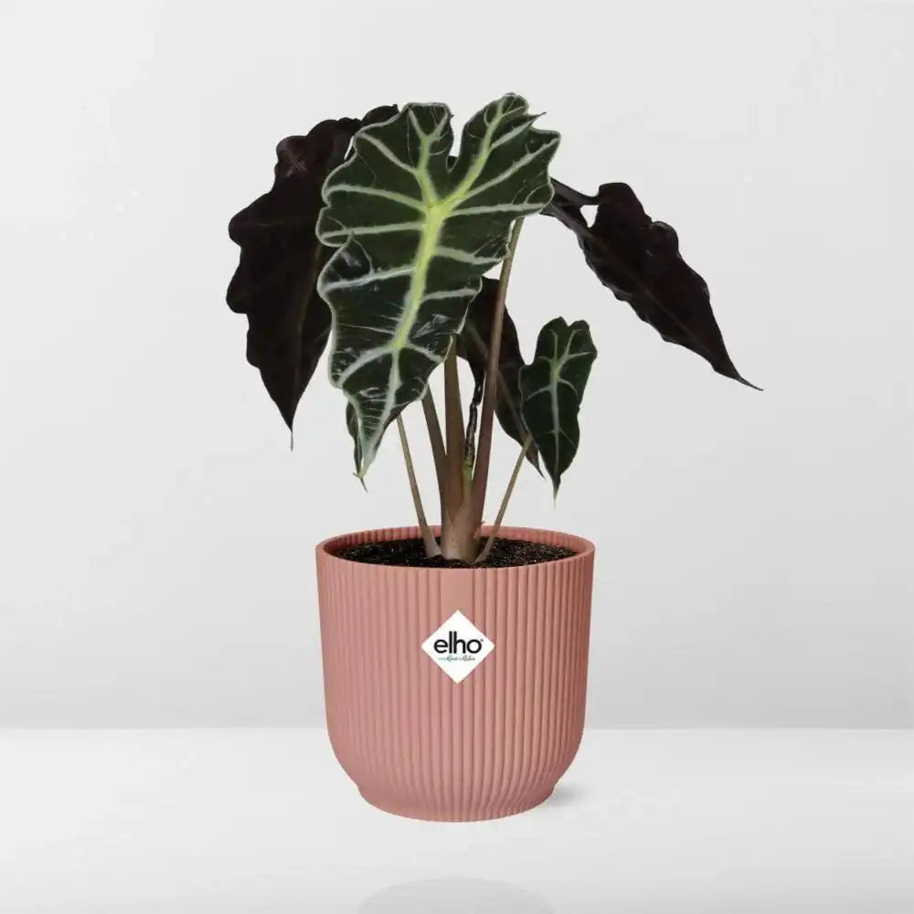 Alocasia 'Polly' in ELHO Vibes Fold 14cm rosa - HomeDesign Knaus