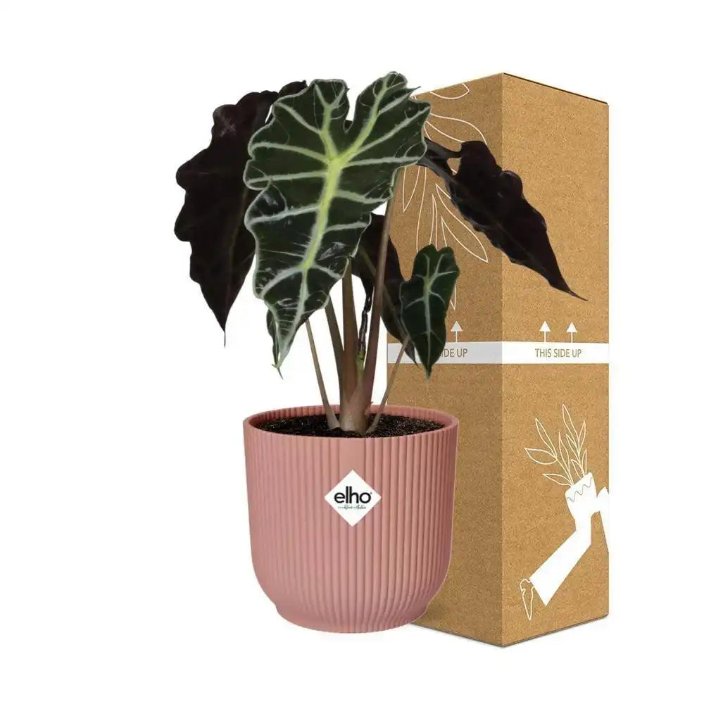 Alocasia 'Polly' in ELHO Vibes Fold 14cm rosa - HomeDesign Knaus