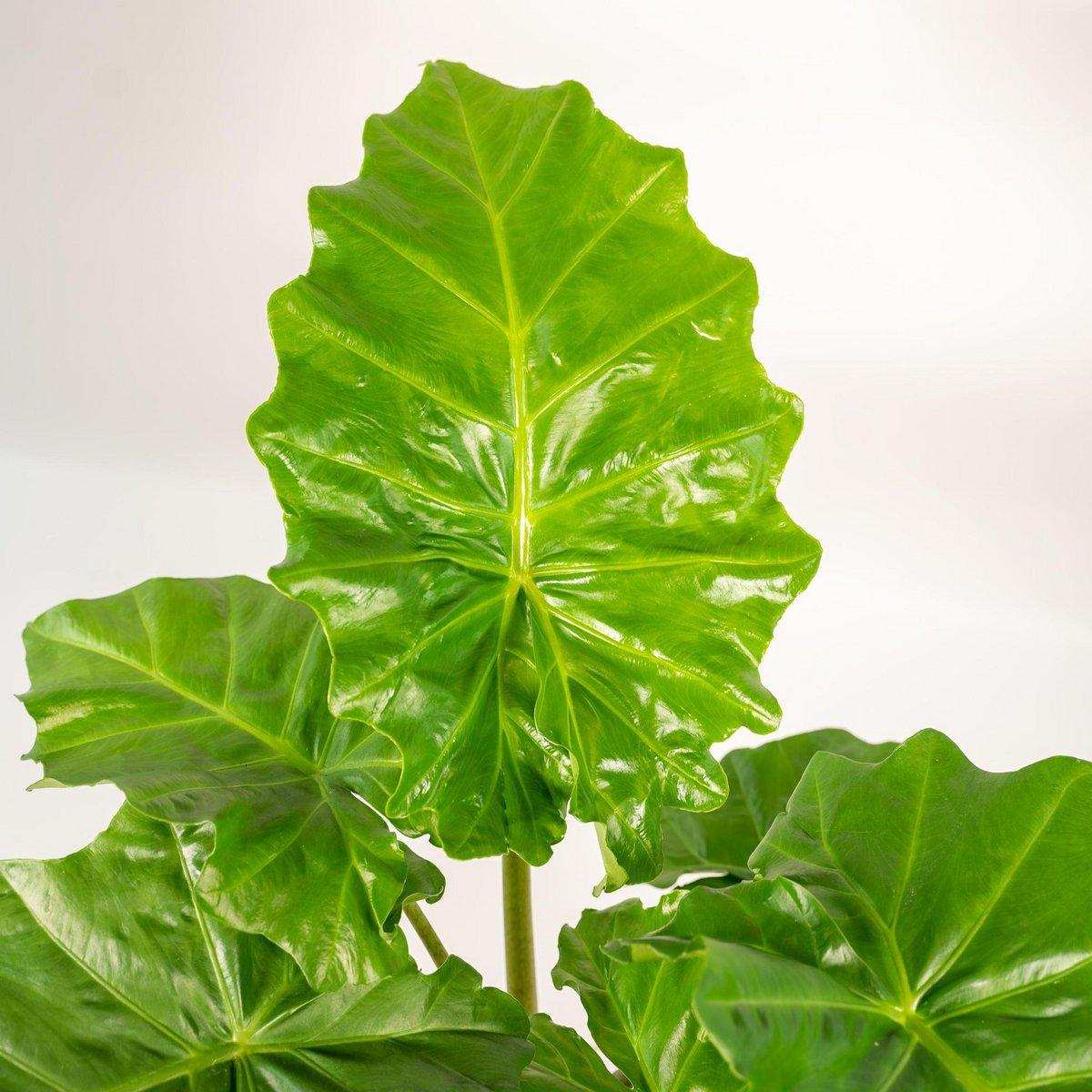Alocasia Portodora – Ø21cm – ↕80cm - HomeDesign Knaus