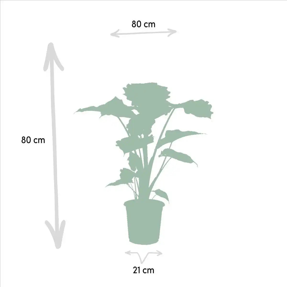 Alocasia Portodora – Ø21cm – ↕80cm - HomeDesign Knaus