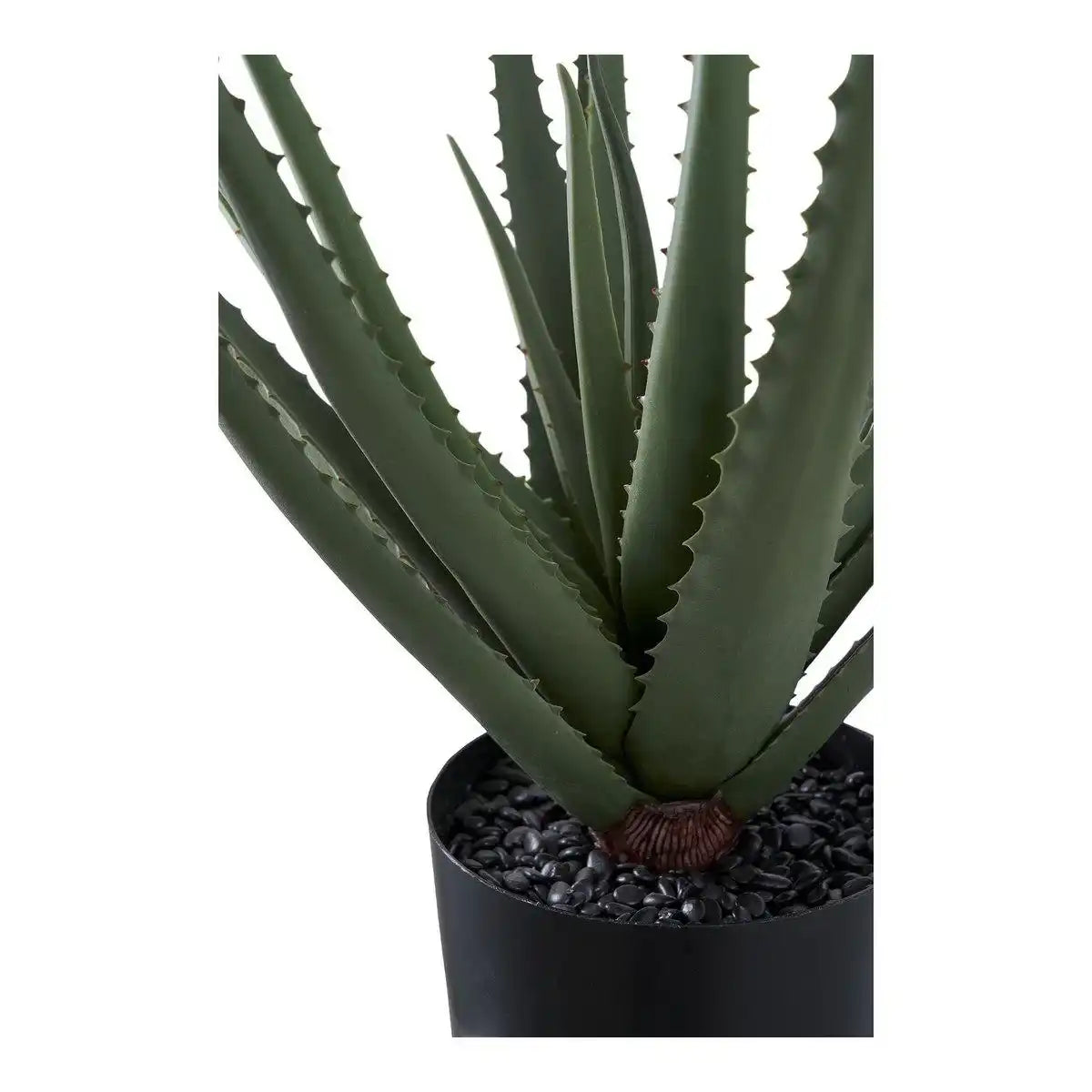 Aloe Vera - HomeDesign Knaus
