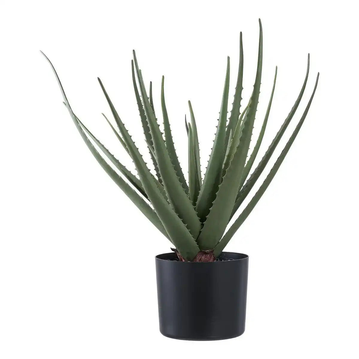 Aloe Vera - HomeDesign Knaus