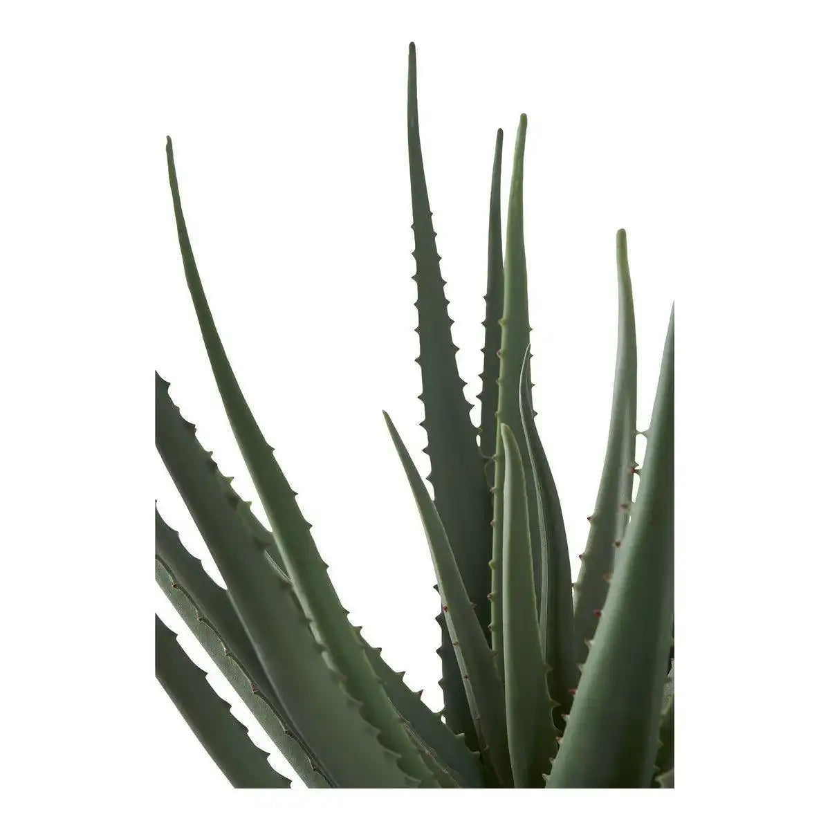 Aloe Vera - HomeDesign Knaus