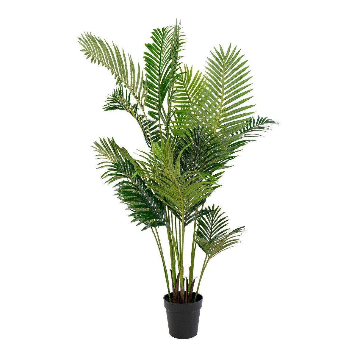Areca Palme - HomeDesign Knaus