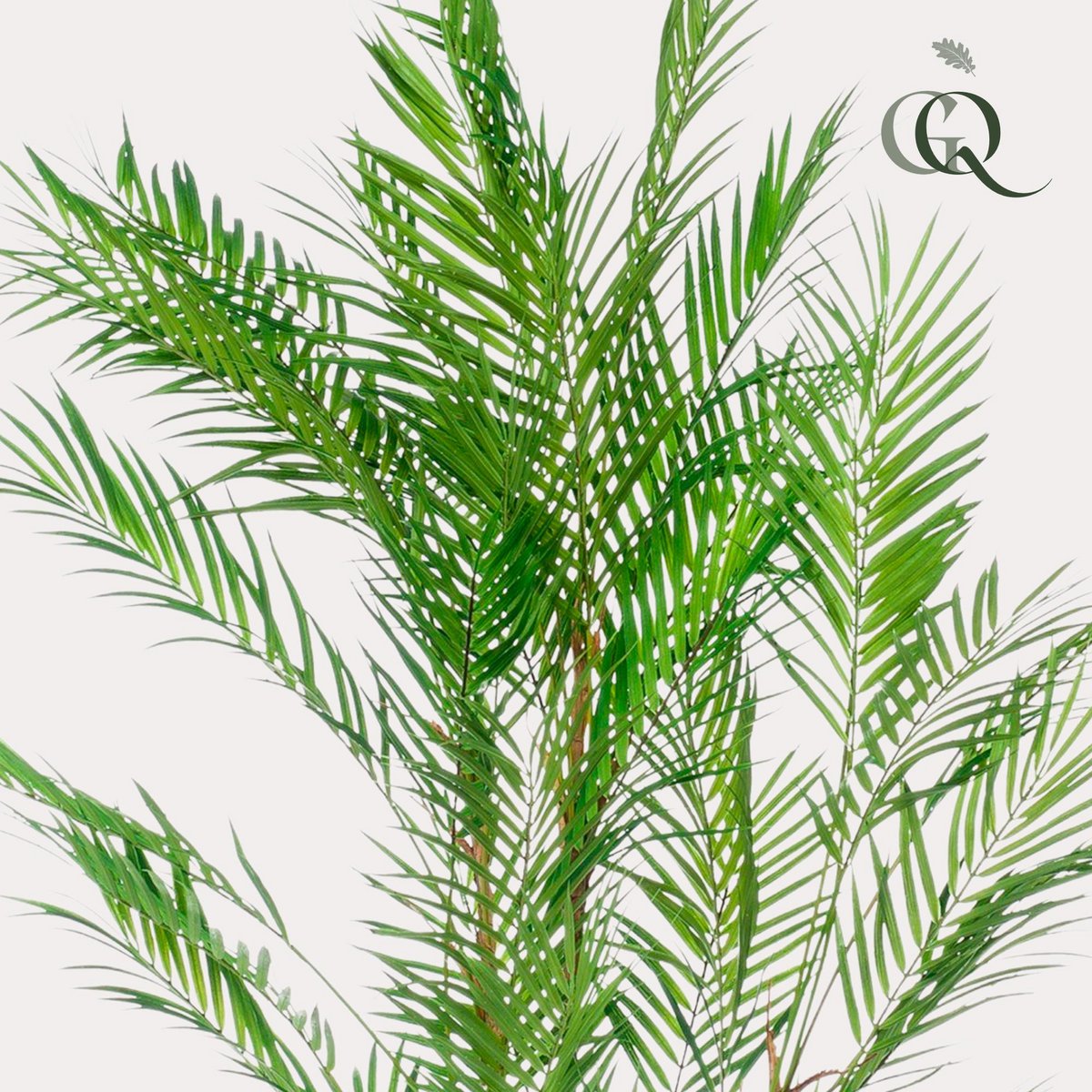 Kunstpflanze - Chamaedorea elegans - Bergpalm - 120 cm