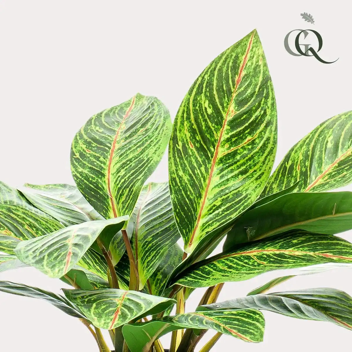 Kunstpflanze - Croton Codiaeum - Wonder Bush - 38 cm