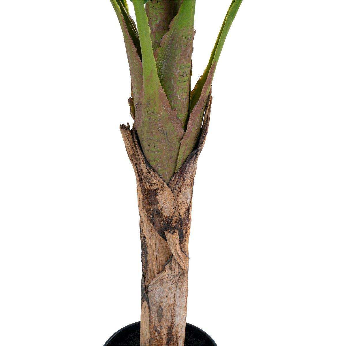 Bananenpalme - HomeDesign Knaus