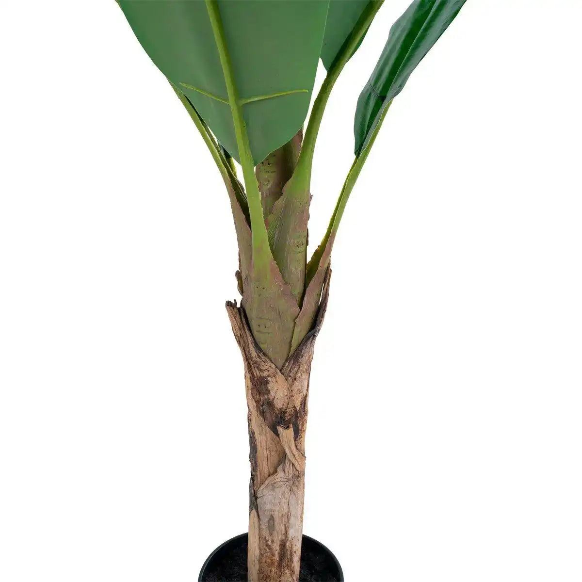 Bananenpalme - HomeDesign Knaus