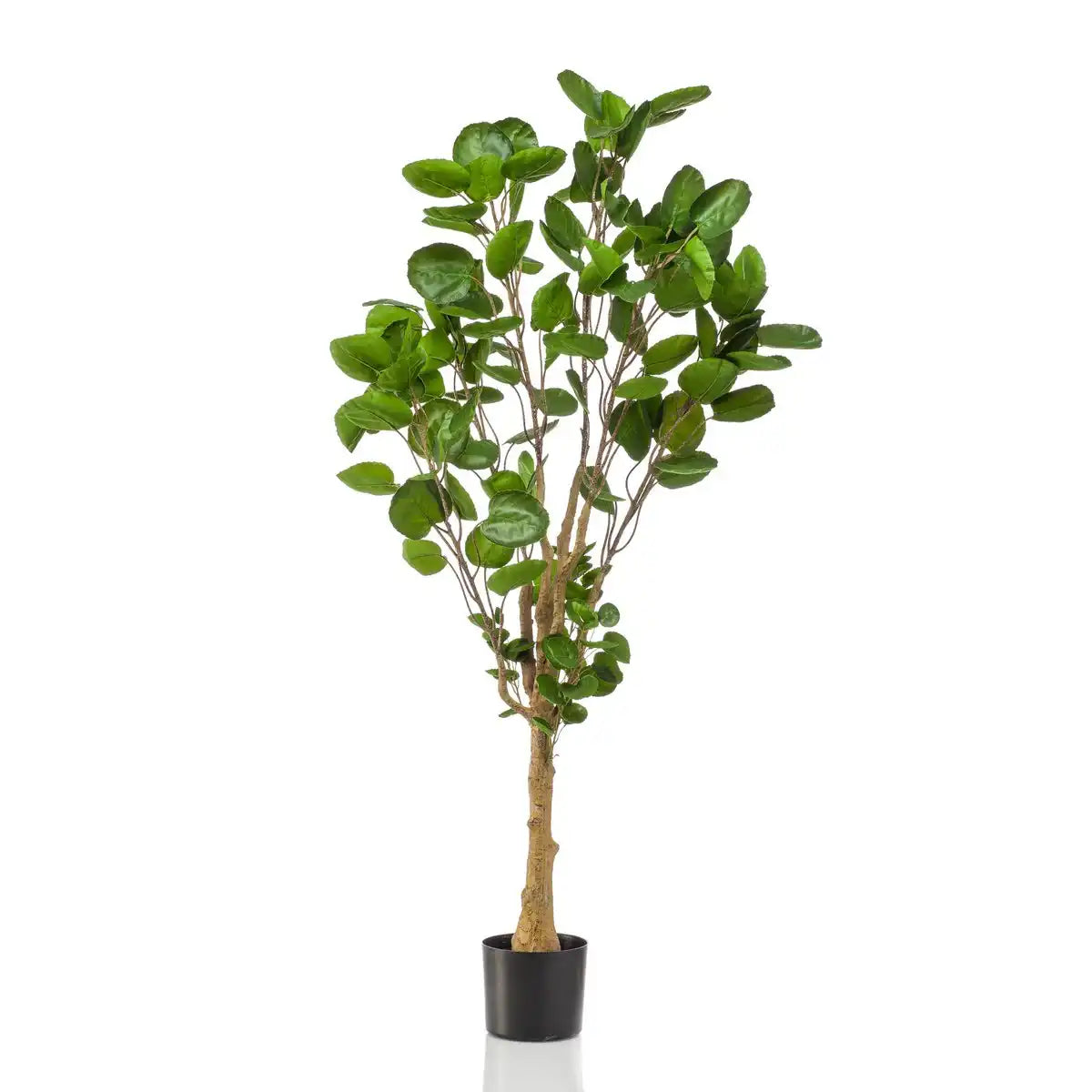 Kunstpflanze - POLYSCIAS - ARALIA - 150 cm