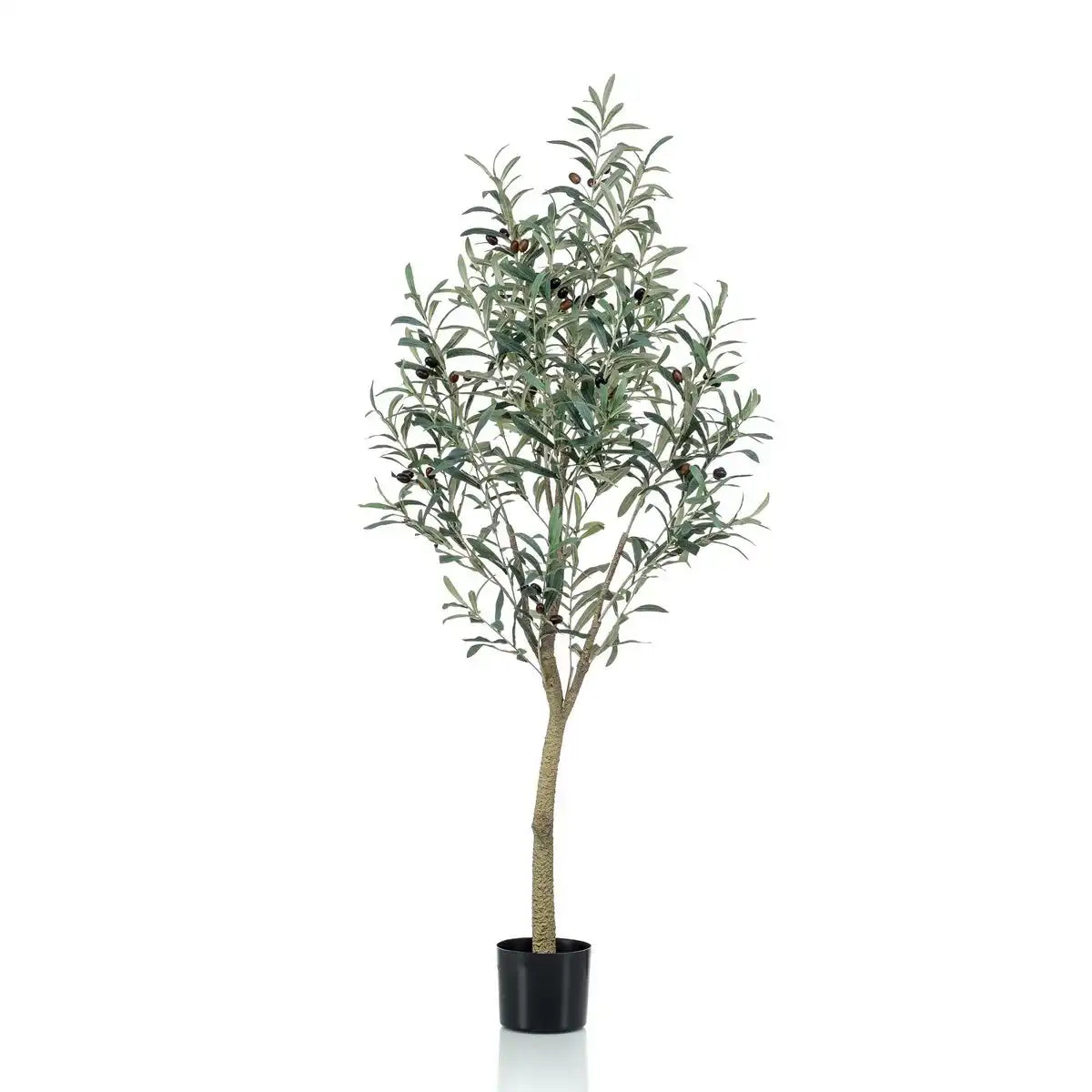 Art Olivenbaum - Olea Europaea - Olivenbaum - 140 cm