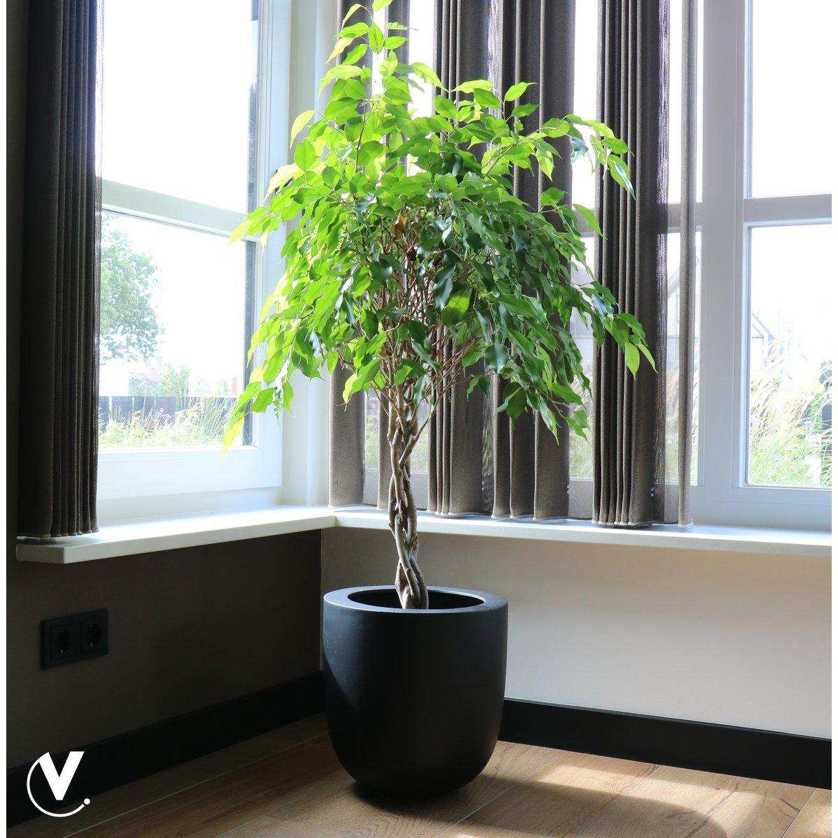 Blumentopf Blumenkürbel Ducos groß schwarz Ø33 x H35 cm - HomeDesign Knaus