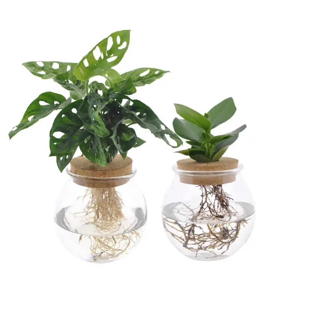 Bolglas Duo Monstera Adansonii/Clusia - 2 Stück - Ø12cm - ↕30 cm - HomeDesign Knaus