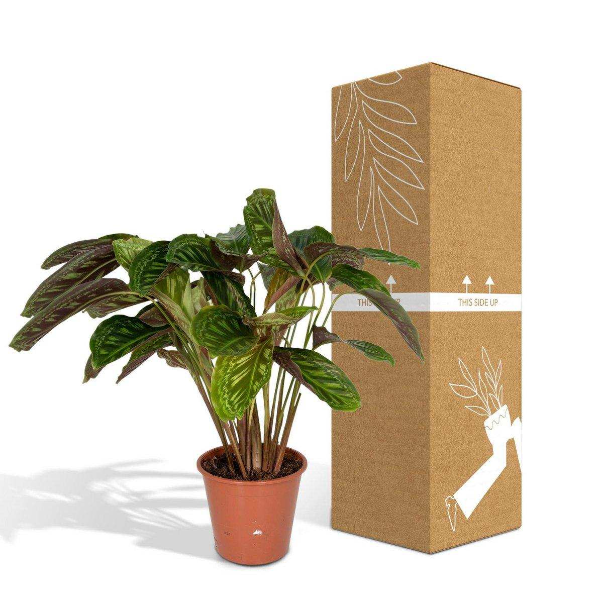 Calathea Flamestar - Ø19cm - ↕75cm - HomeDesign Knaus