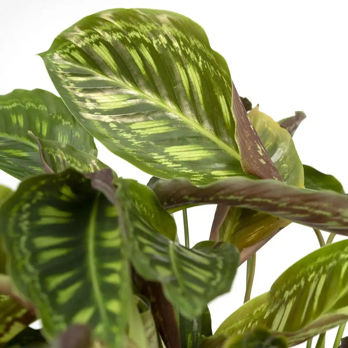 Calathea Flamestar - Ø19cm - ↕75cm - HomeDesign Knaus