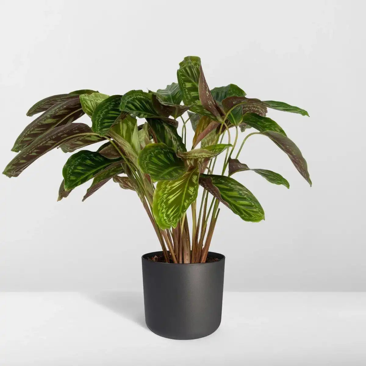 Calathea Flamestar - Ø19cm - ↕75cm - HomeDesign Knaus