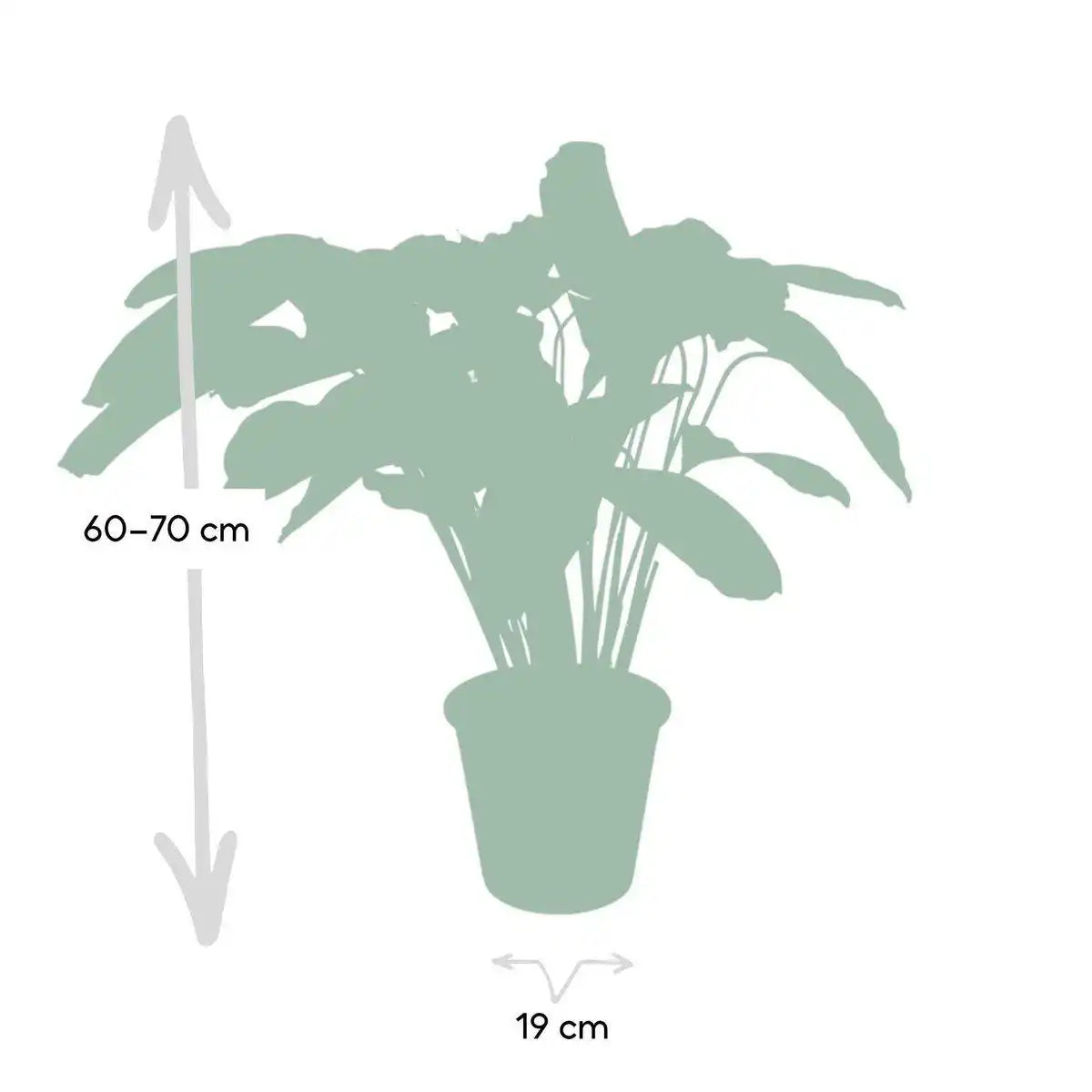 Calathea Flamestar - Ø19cm - ↕75cm - HomeDesign Knaus
